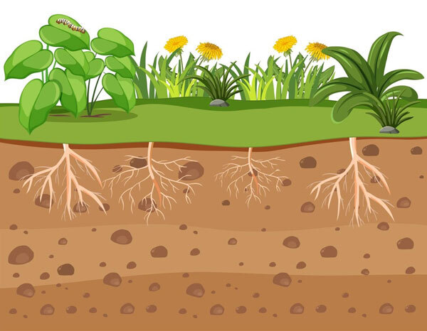 Living Roots Living Roots