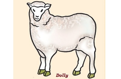 Dolly