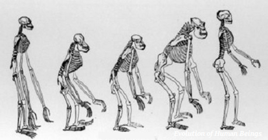 Evolution of Human Beings