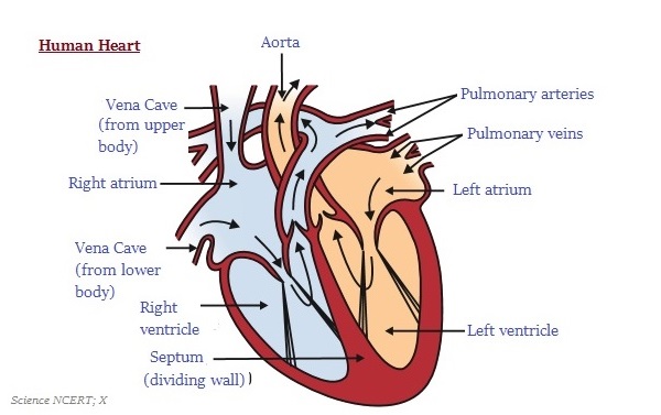 Human Heart