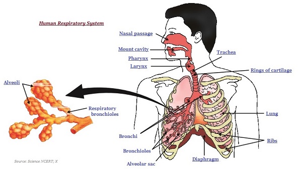 Human Respiratory System