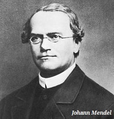 Johann Mendel