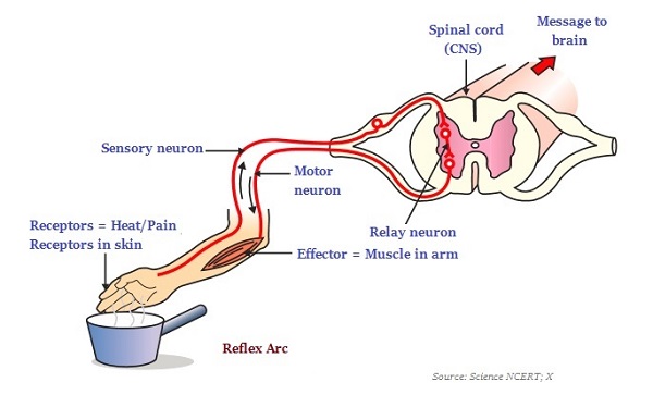 Reflex Arc