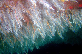 Marine Ecology