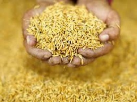 Food Grain